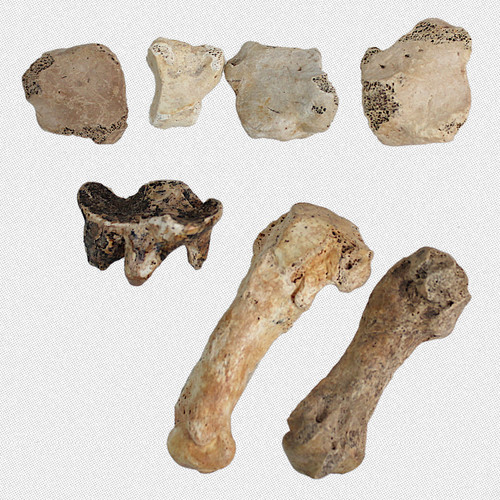 Fossil spelaeus 7 teiliges - spelaeus, 7-teiliges