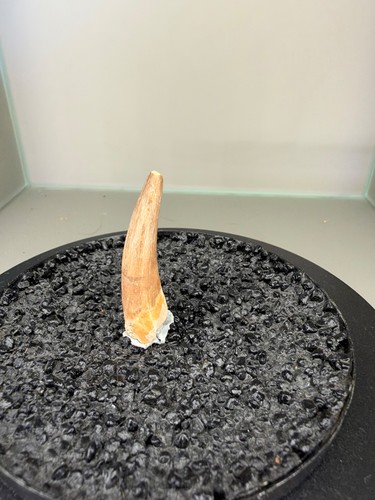 7cm plesiosaurus zahn - 4,7cm, /