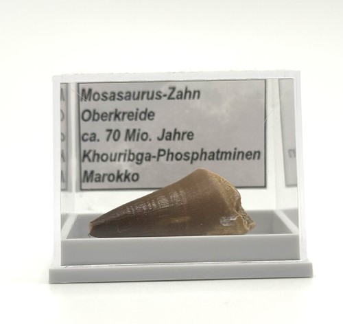 Schöner mosasaurus zahn - mosasaurus,