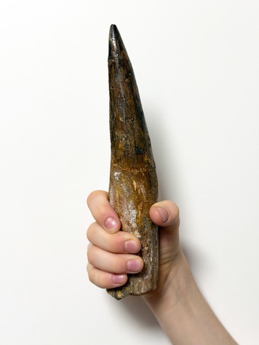 Spinosaurus zahn 5 - spinosaurus-zahn, cm