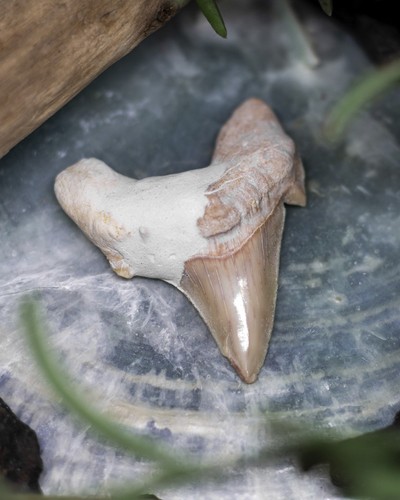 Haifischzahn echtes fossil - haifischzahn,