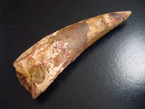 Spinosaurus zahn - spinosaurus,