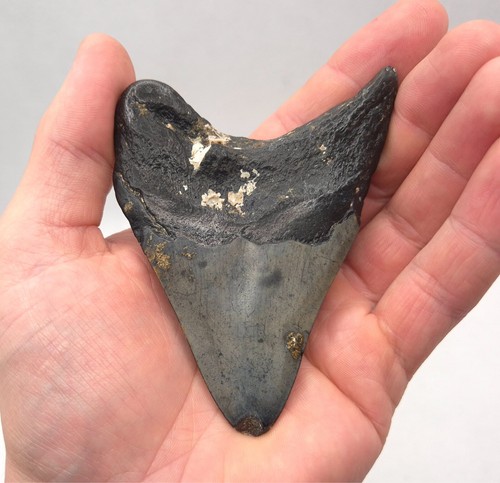 Haizahn eines megalodon - haizahn,