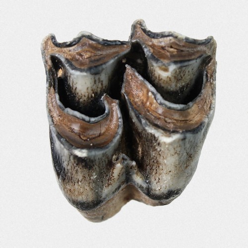 Oberkiefer molar - oberkiefer,