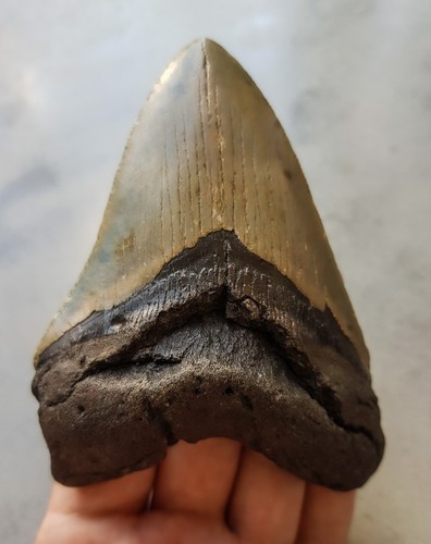 Megalodon haizahn 8 5cm - haizahn, x