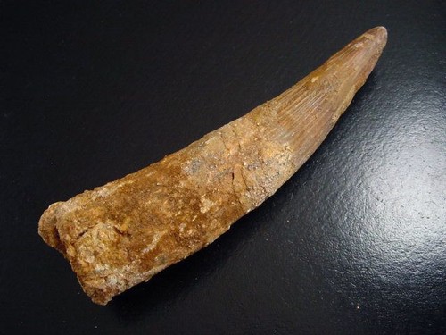 Spinosaurus zahn - spinosaurus, cm