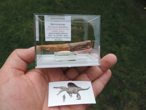 Schöner zahn vom spinosaurus - schöner,