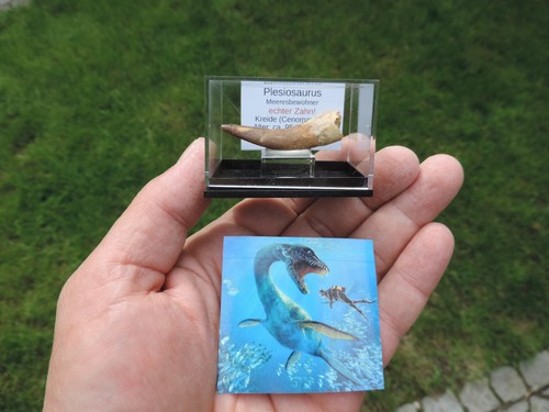 Schöner zahn vom plesiosaurus - schöner,