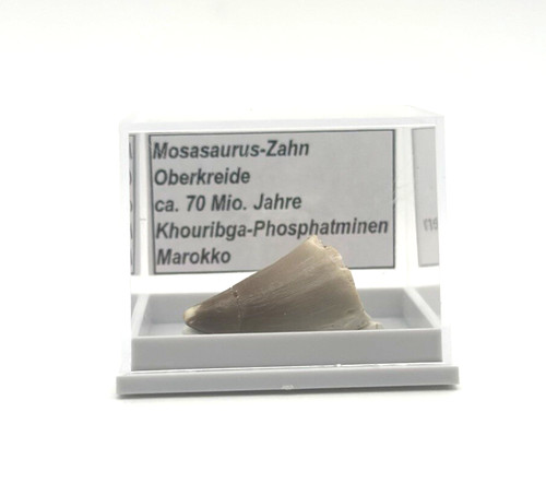Schöner mosasaurus zahn - schöner,