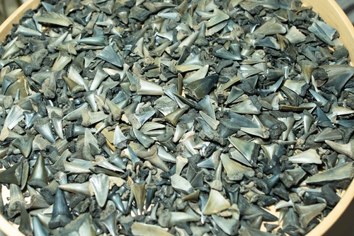50g versteinerter haizahn -  50g,