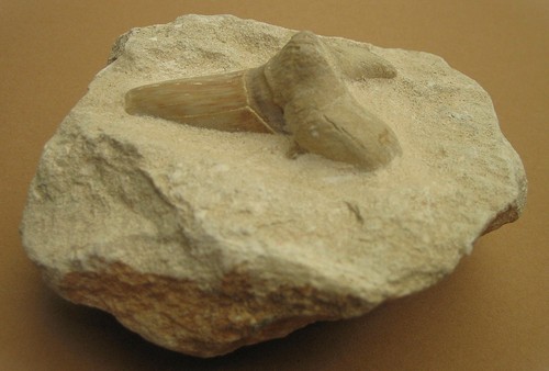 Zahn hai otodus - obliquus, 5,4