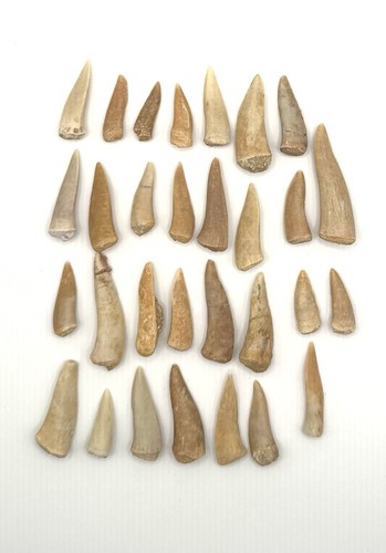 30x original enchodus libycus - original,