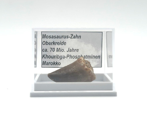 Schöner mosasaurus zahn - 1,