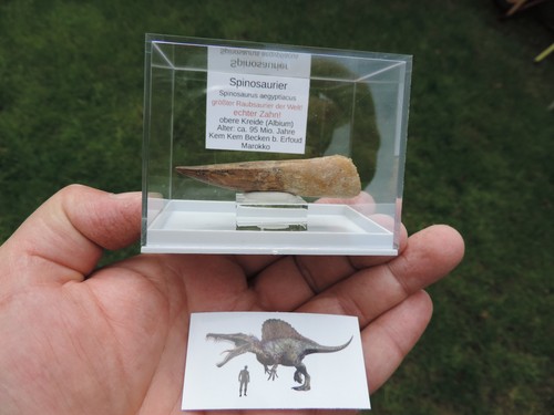 Schöner zahn vom - schöner, spinosaurus