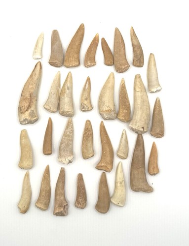 30x original enchodus libycus - enchodus,