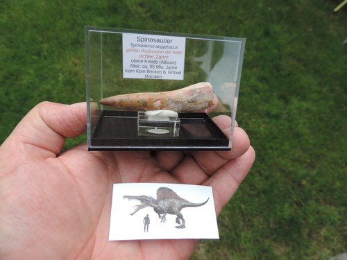 Schöner zahn vom spinosaurus - vom,