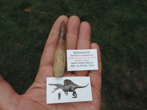 Großer zahn vom spinosaurus - zahn,