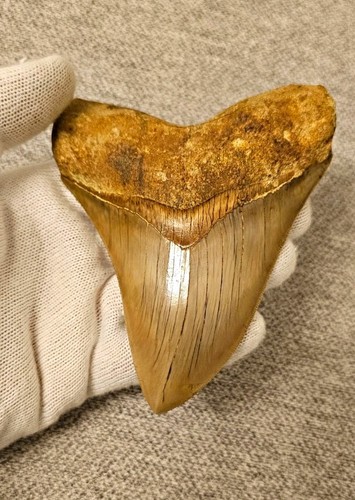 Megalodon zahn fossil - , |