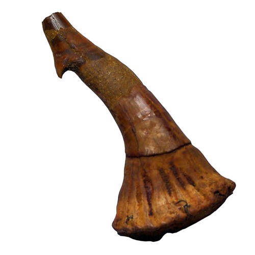 Fossiler rostral zahn - fossiler, rostral-zahn