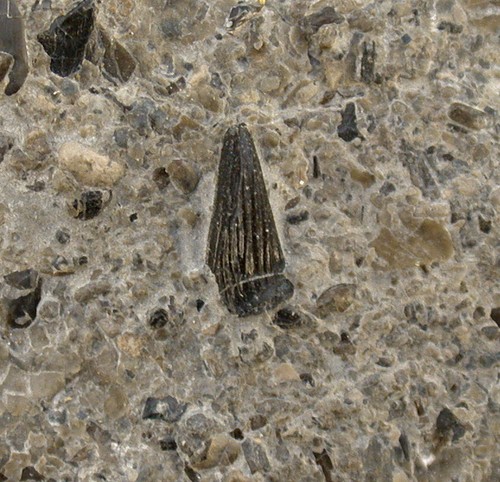 Trias zahn von - von, nothosaurus