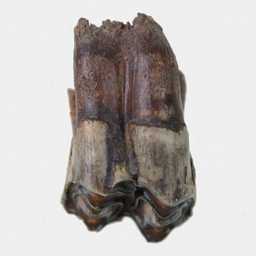 Oberkiefer molar - oberkiefer,