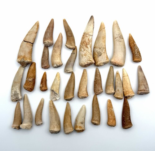30x original enchodus libycus - 30x,