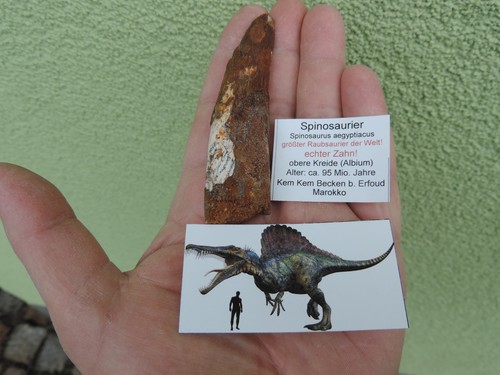 Riesiger zahn vom spinosaurus - riesiger,