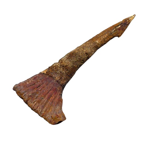 Fossiler rostral zahn - fossiler, rostral-zahn