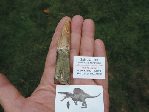 Großer zahn vom spinosaurus - zahn,