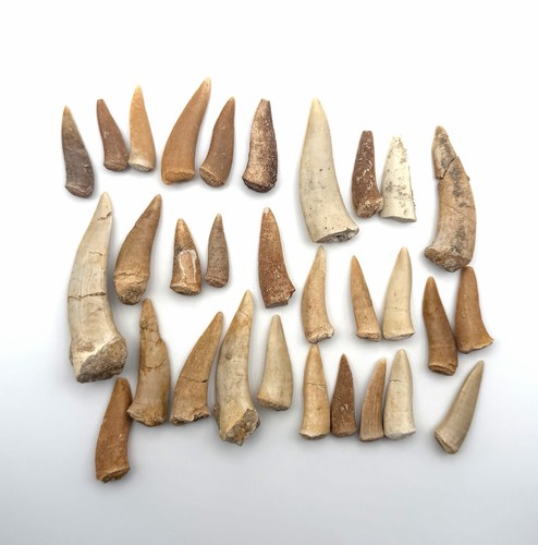 30x original enchodus libycus - enchodus,