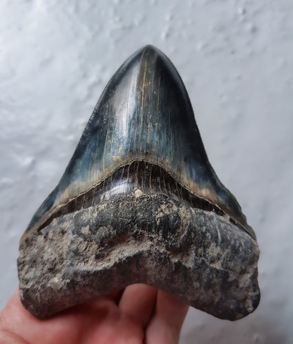 Megalodon haizahn gezackter - haizahn,