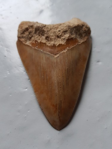 Megalodon haizahn gezackter - megalodon,
