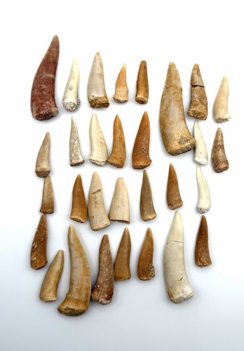 30x original enchodus - 30x, libycus