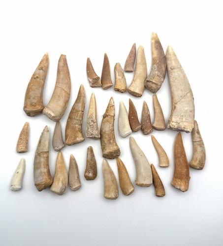 30x original enchodus - 30x,