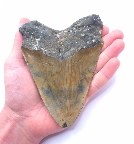 Megalodon haizahn 5 cm - haizahn.,