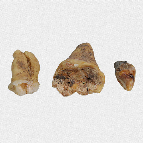 Fossilien backenzahn u - 3x,