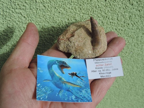 Großer zahn vom plesiosaurus - großer,