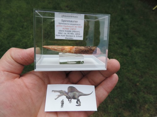 Schöner zahn vom - schöner, spinosaurus