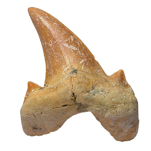 Fossiler hai zahn otodus - fossiler,