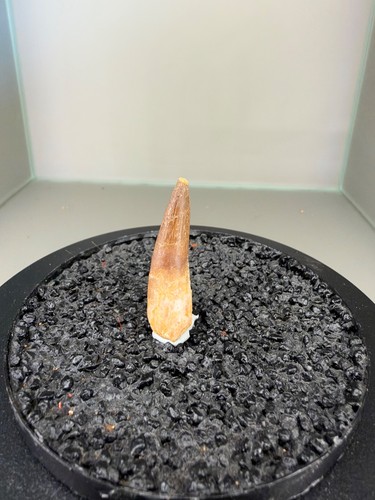 Plesiosaurus zahn - 4,6,