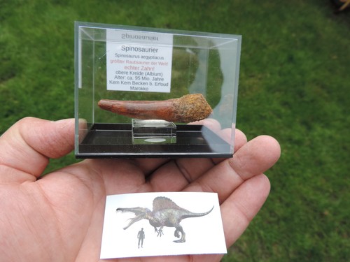 Schöner zahn vom spinosaurus - zahn,