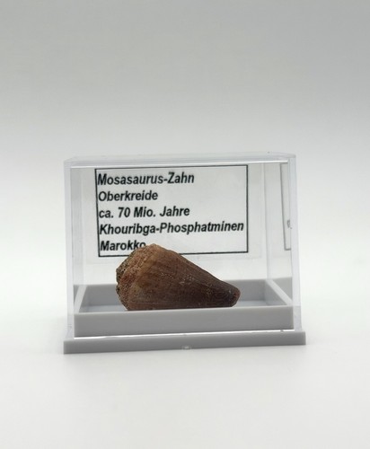 Schöner mosasaurus zahn - schöner,