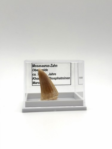 Schöner mosasaurus zahn - ★,
