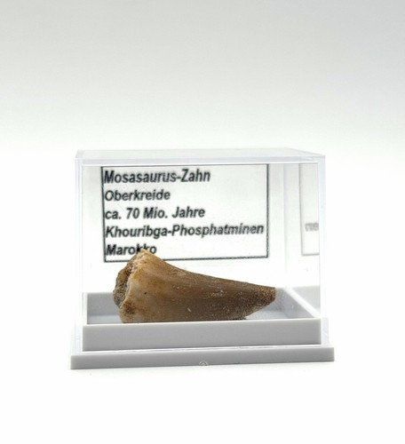 Schöner mosasaurus zahn - 1,