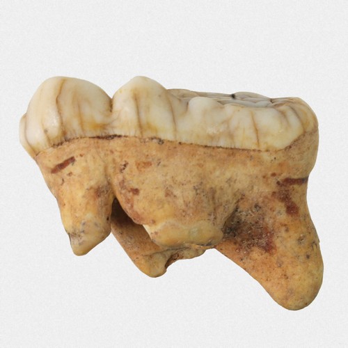 Molar spelaeus - m3, u.