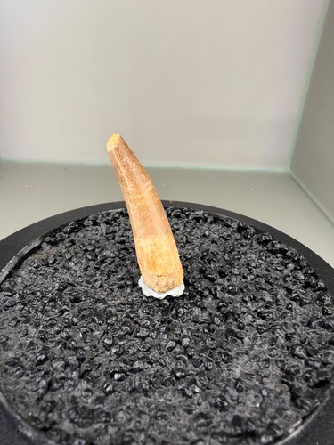 5cm plesiosaurus zahn - zahn, /