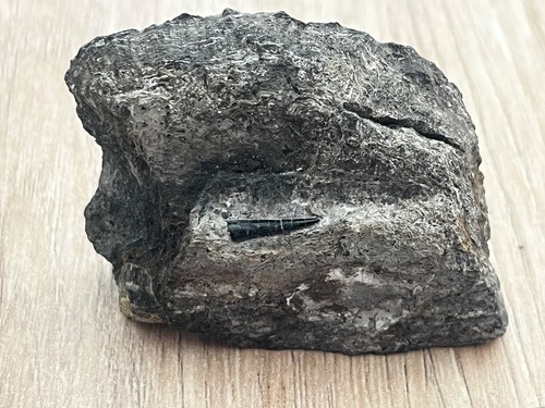 Kleiner zahn von steneosaurus - kleiner,