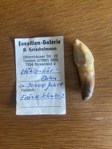 Fossilie zahn höhlenbär alt - fossilie,