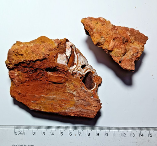 Kreidezeit dinosaurier ära - kreidezeit,