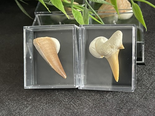 Fossil zähne hai - fossil,